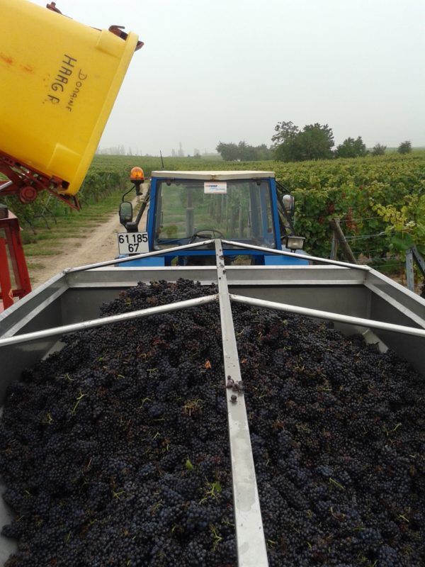 Vendanges septembre 2024